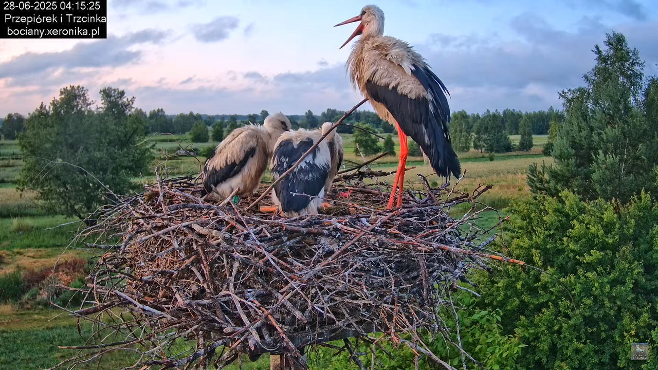 28062025bociany1