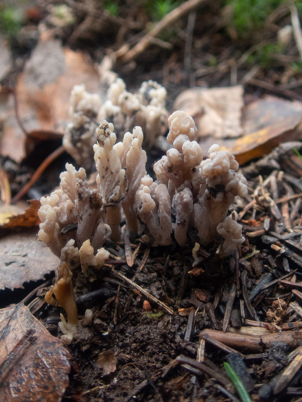 Clavulina_cf_cinerea_03