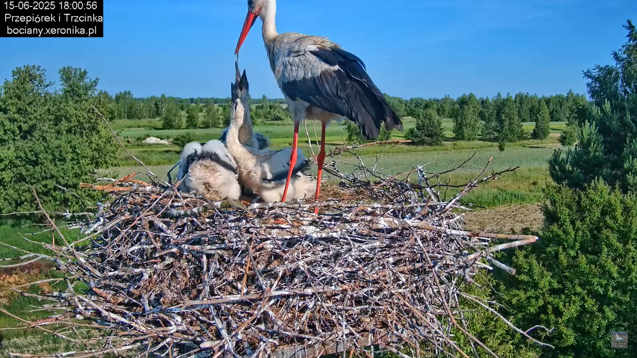 15062025bociany33