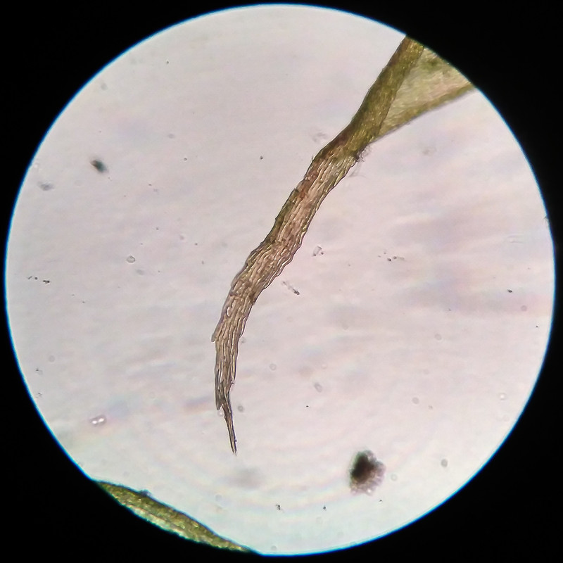 IMG 20250616 205413 HDR