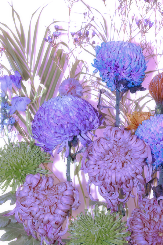 Purple Flowers from Another World