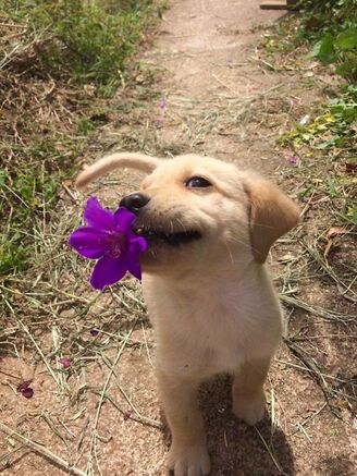 Flower-Dog-for-you