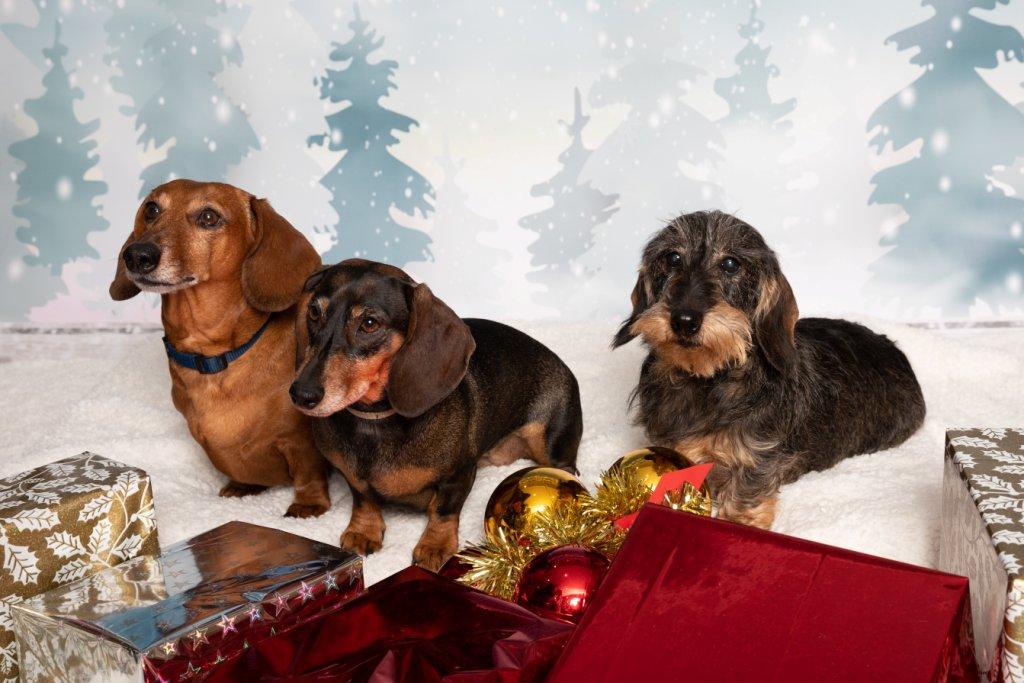 [Image: Chiens-Famille-Leroy-68.jpg]