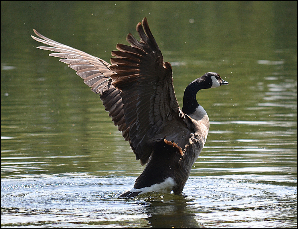 goose2-by-frankandcarystock-d64blix.jpg