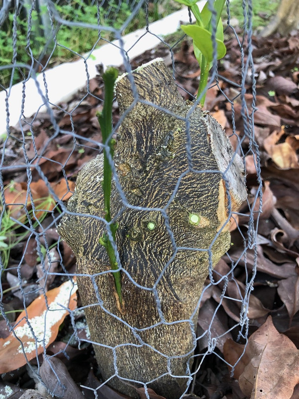 A053946B-F83F-4BA5-941D-928E9483B9F8_1_105_c