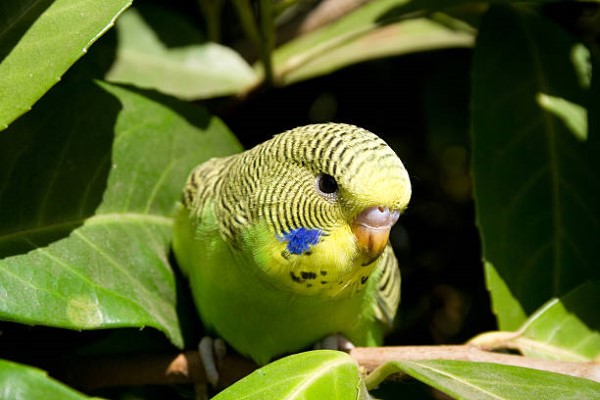 Budgie-11.jpg