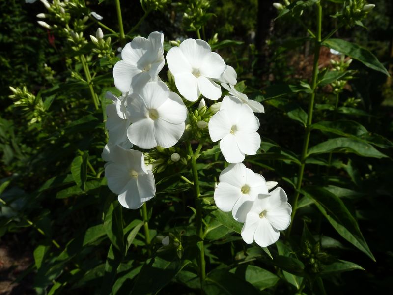 2013-07-26 Phlox weiß