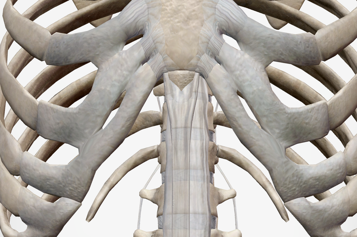 Articulations du Thorax