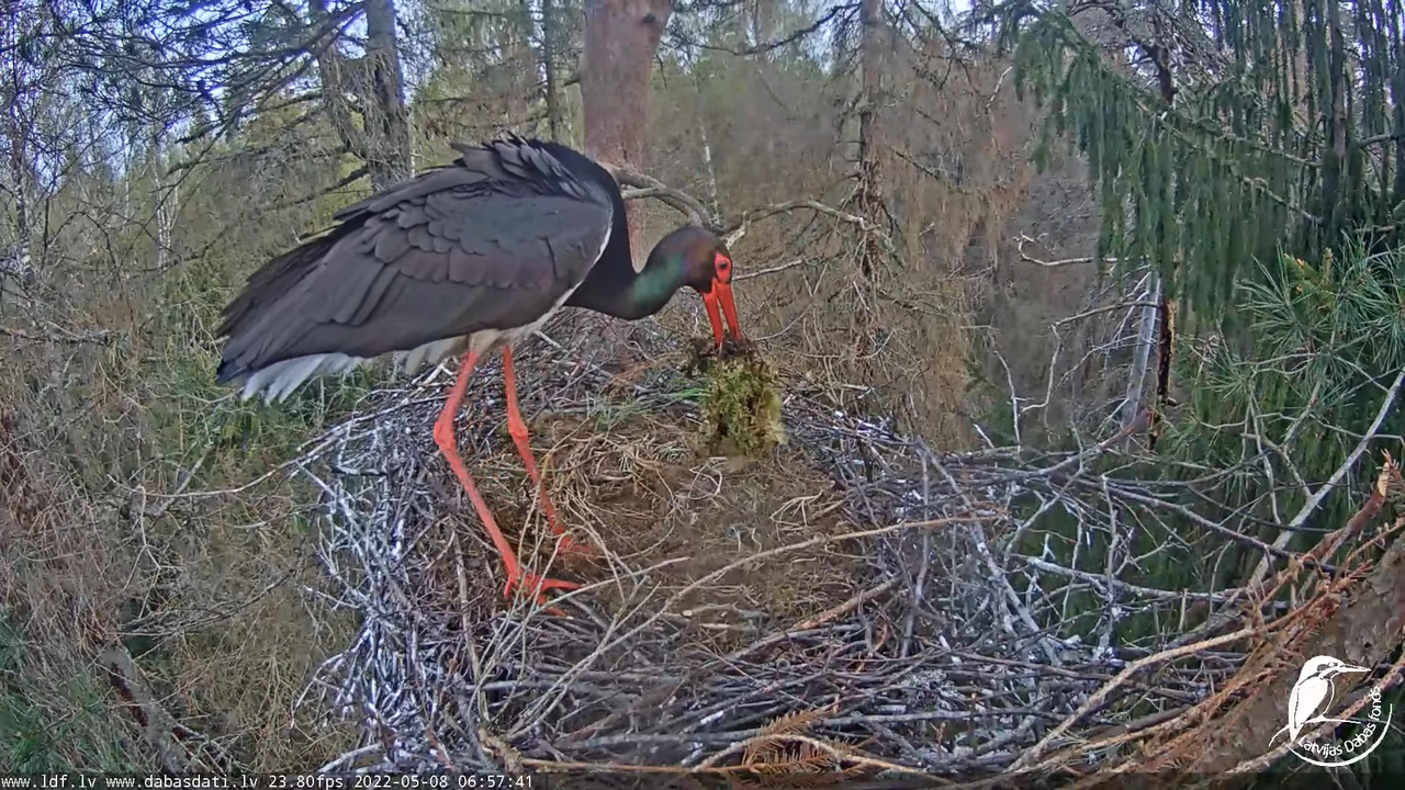 Melnais stārķis (Ciconia nigra) Siguldas novadā - LDF tiešraide 11-36-56 screenshot
