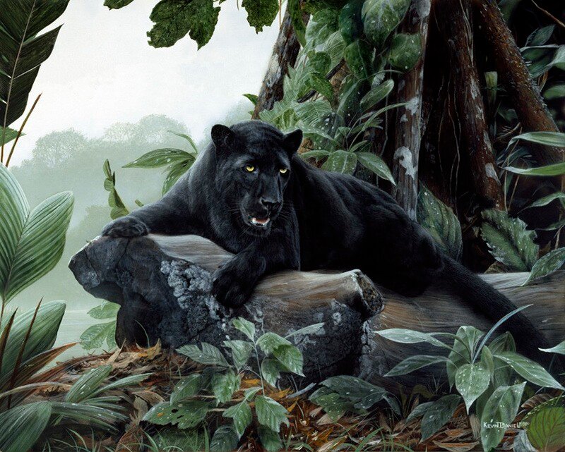 Midnight-Moment-Black-Leopard-by-Kevin-Daniel-Large129195234.jpg