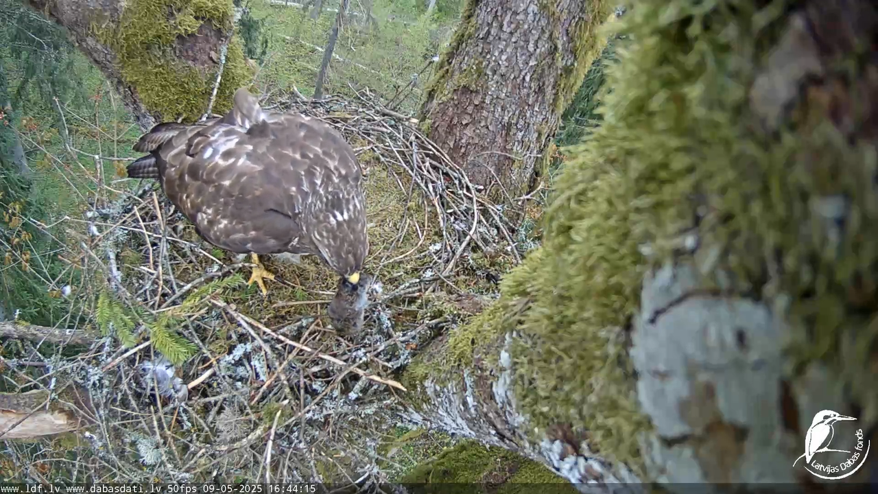 Melnās klijas (Milvus migrans) Kurzemē_ peļu klijāni (Buteo buteo) 14-48-19 screenshot