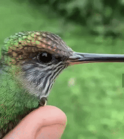 WOWGifs-27