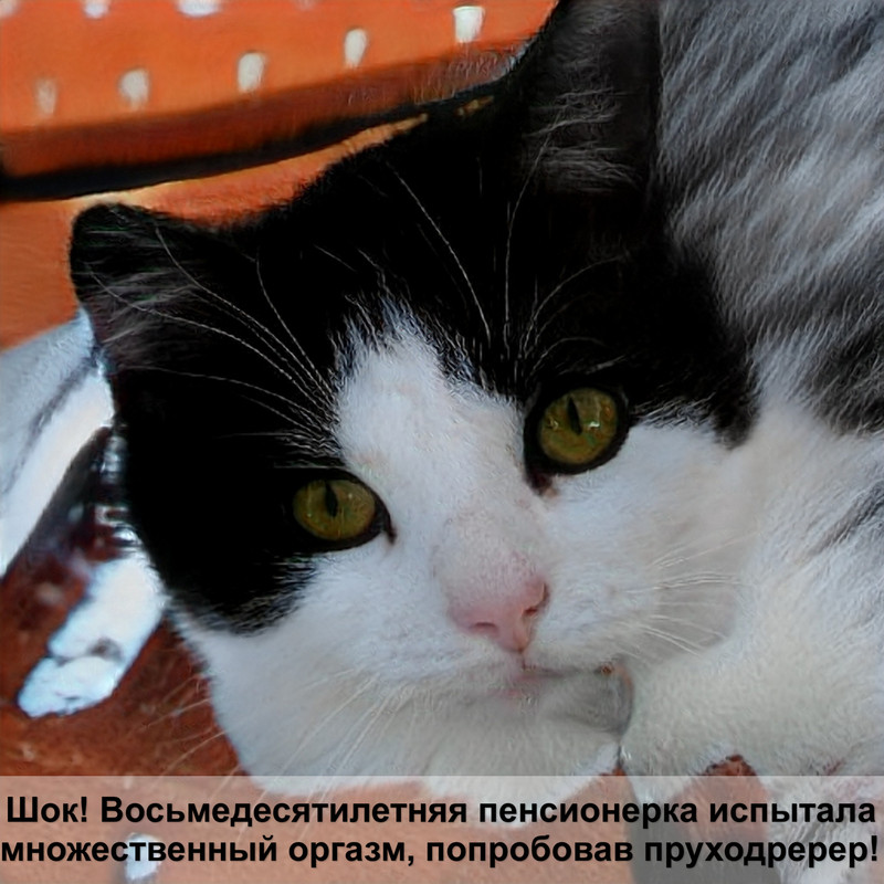 почечная недостаточность у кошек последняя стадия