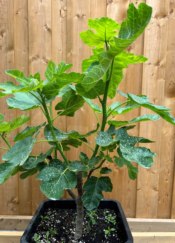 figs-930.jpg