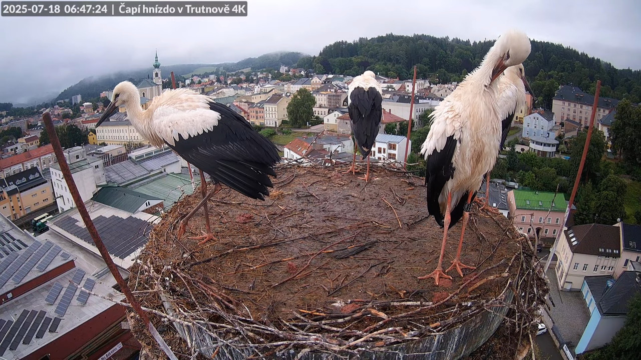 Tiešraide no stārķa ligzdas uz alus darītavas skursteņa Trutnovā 8-42-27 screenshot
