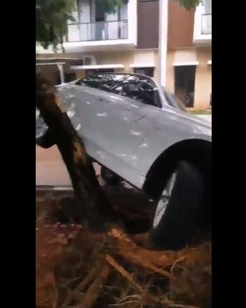 Mobil BMW tersangkut pohon