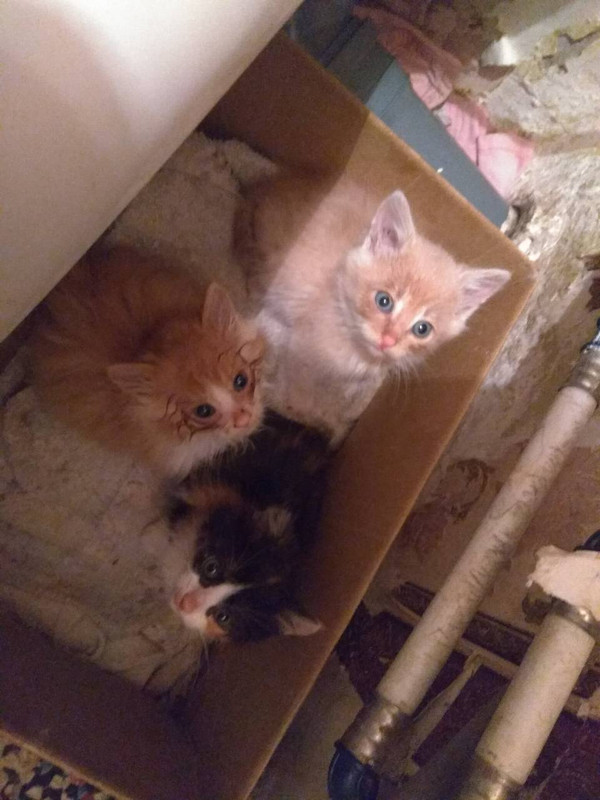 ПерваяПартия1