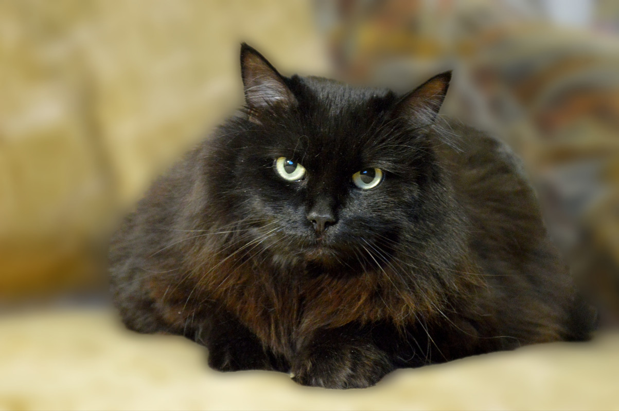 Polish_20231121_221759346