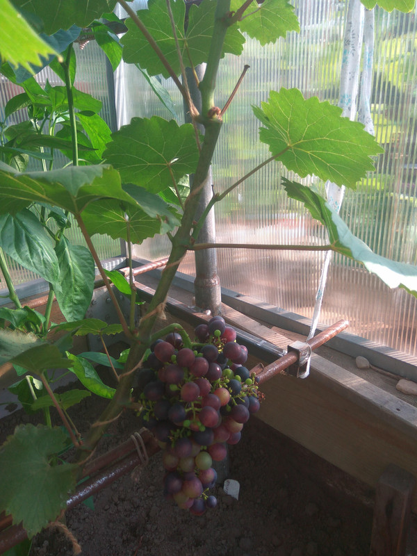 Эстер 28.07.2018д