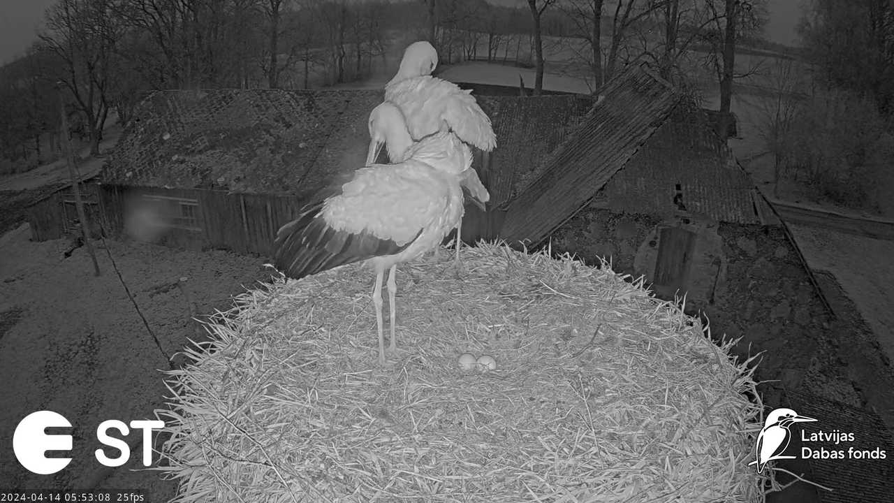 Baltie stārķi (Ciconia ciconia) Tukuma novadā - LDF tiešraide __ White storks in Tukums, Latvia 9-46