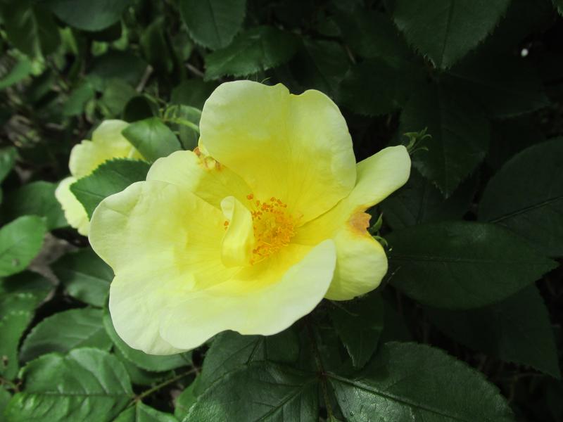 Lawn and Gardens 05.26.2019  (15)