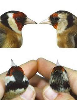 صورة