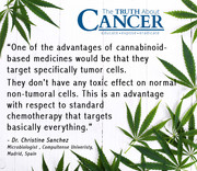 CANNABIS-hemp-Sanchez-ChemotherapyCancer copy