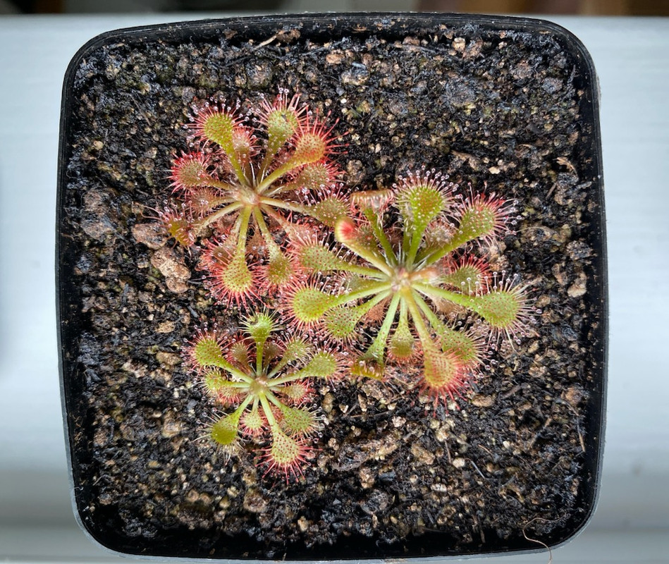 Sundew 1