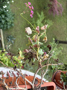 IMG-3264