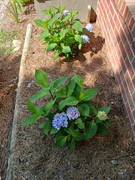 2023-06-15 hydrangeas blooming