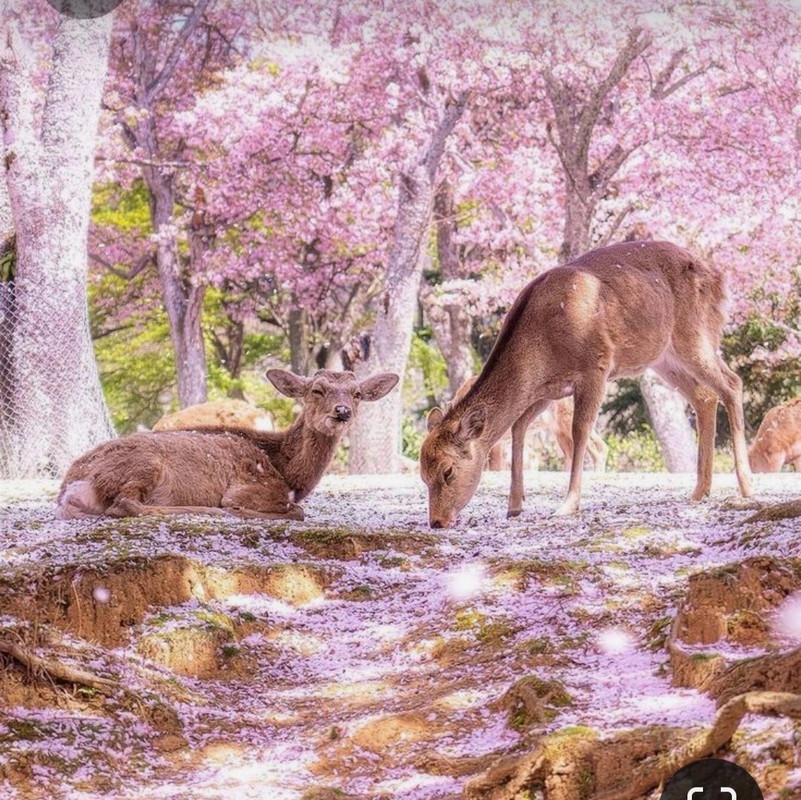 Screenshot_20230925_223431_Pinterest