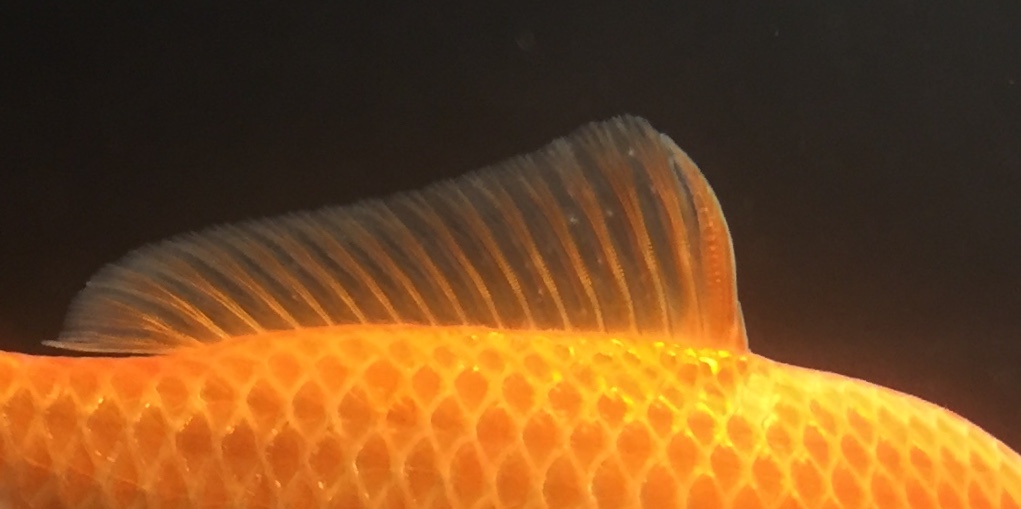 D70F429B-8B7A-46BD-B399-B1CAE9A110E4