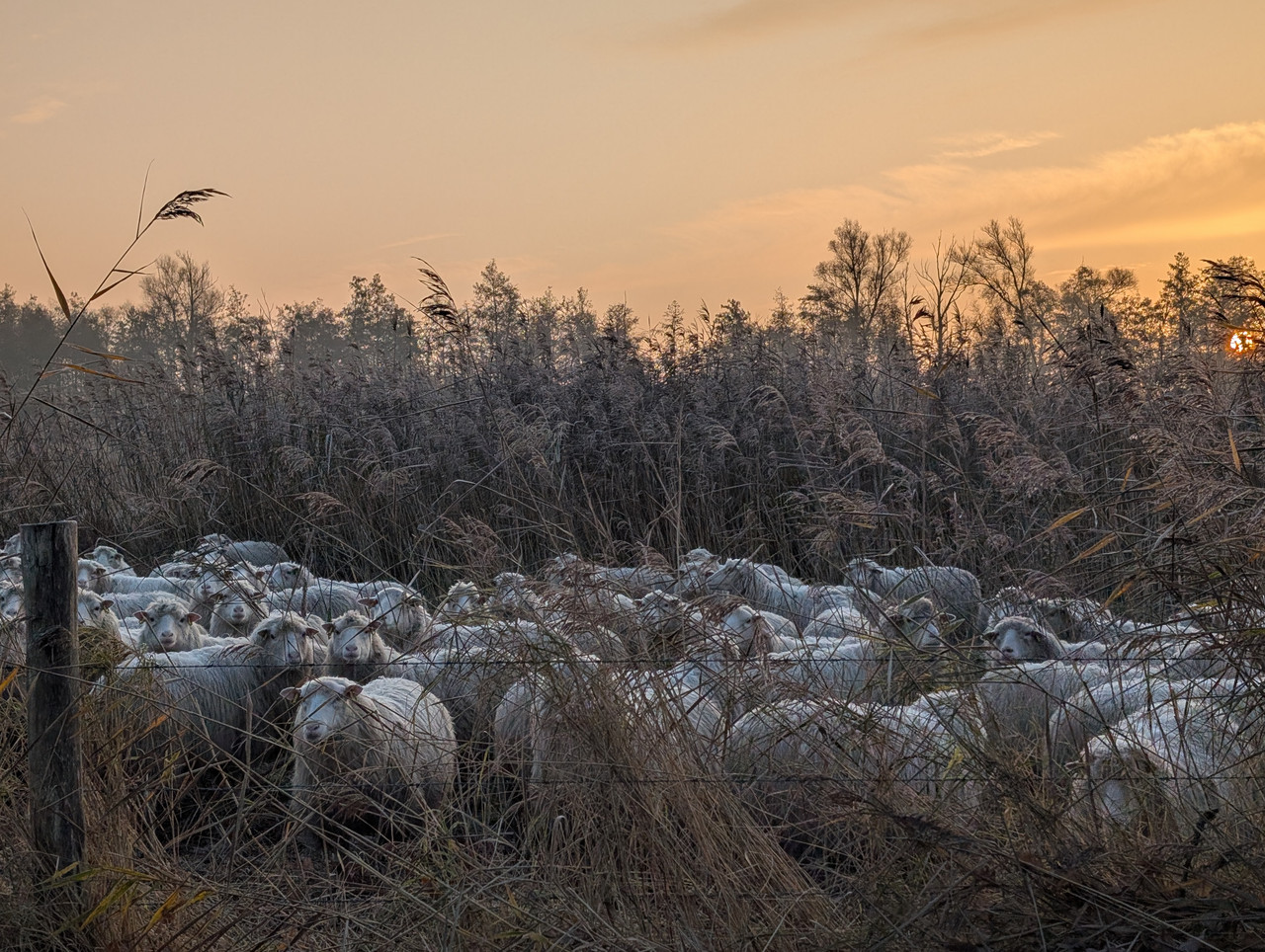 PXL 20251121 073543663 MP