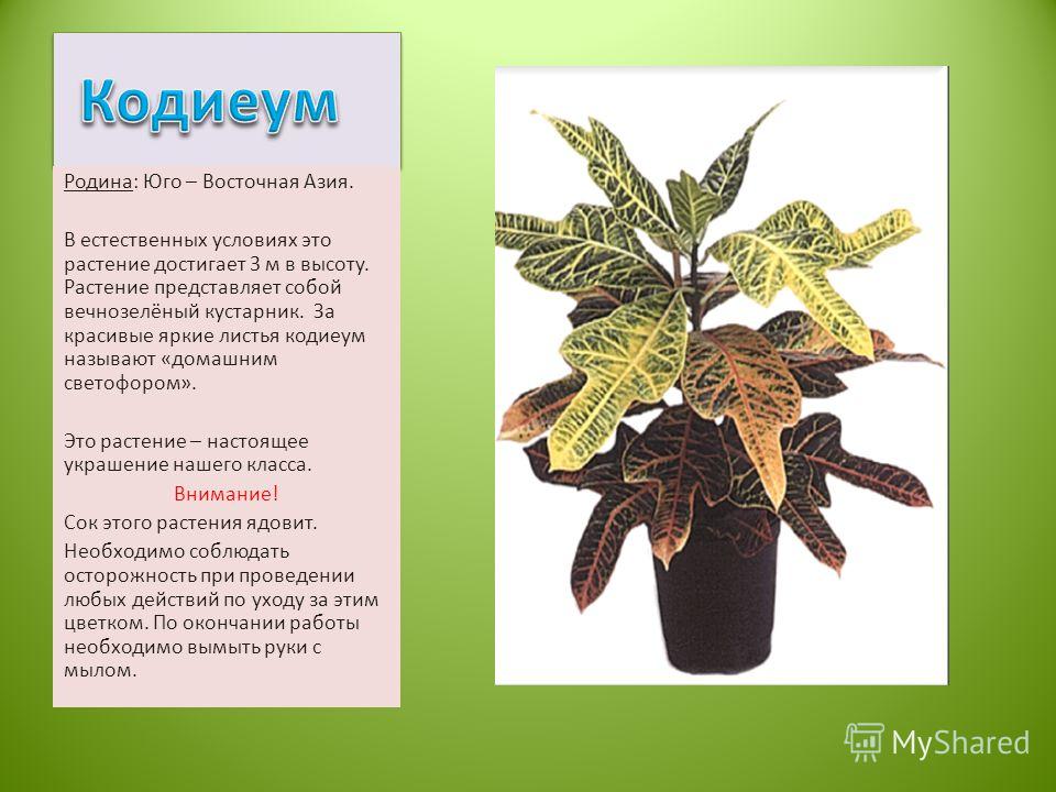 Родина растений изучаем уникальную флору России