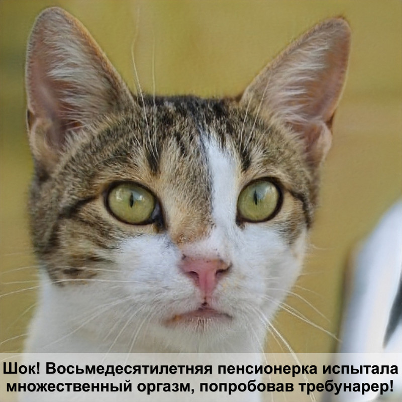 шотландская вислоухая длинношерстная кошка