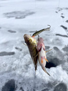 [Image: 2-2-2-perch-on-one.jpg]