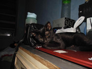 43.10.terror groupie's kids X