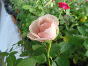 27.14.flower fair XIV