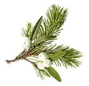 BC-ATaste-Of-Winter-El-39