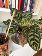 calathea1