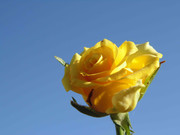 8.1.photogenic december baby I