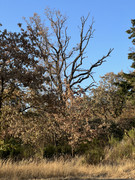IMG-6350
