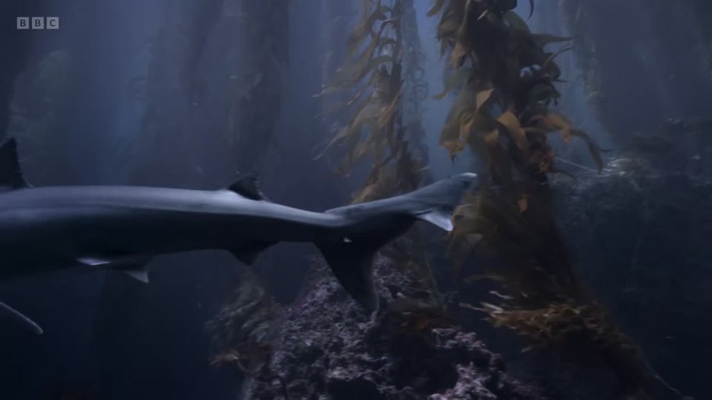 [Image: kt2x7e9v5bsi.jpg]