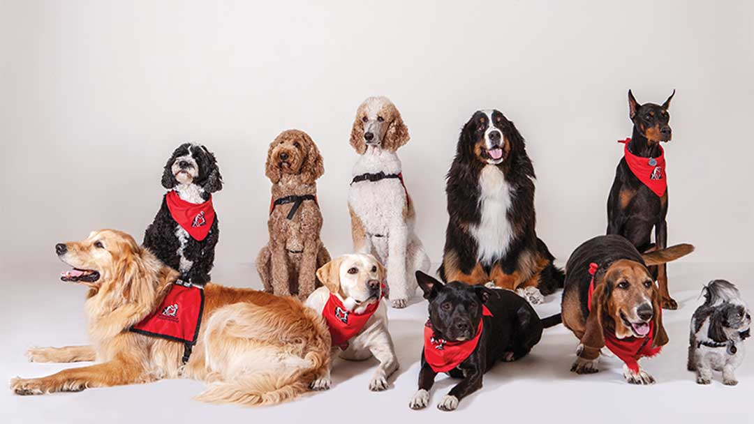 Therapy dogs at your service!