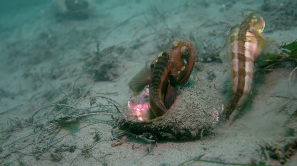 [Image: e1dgzf54gat8.png]