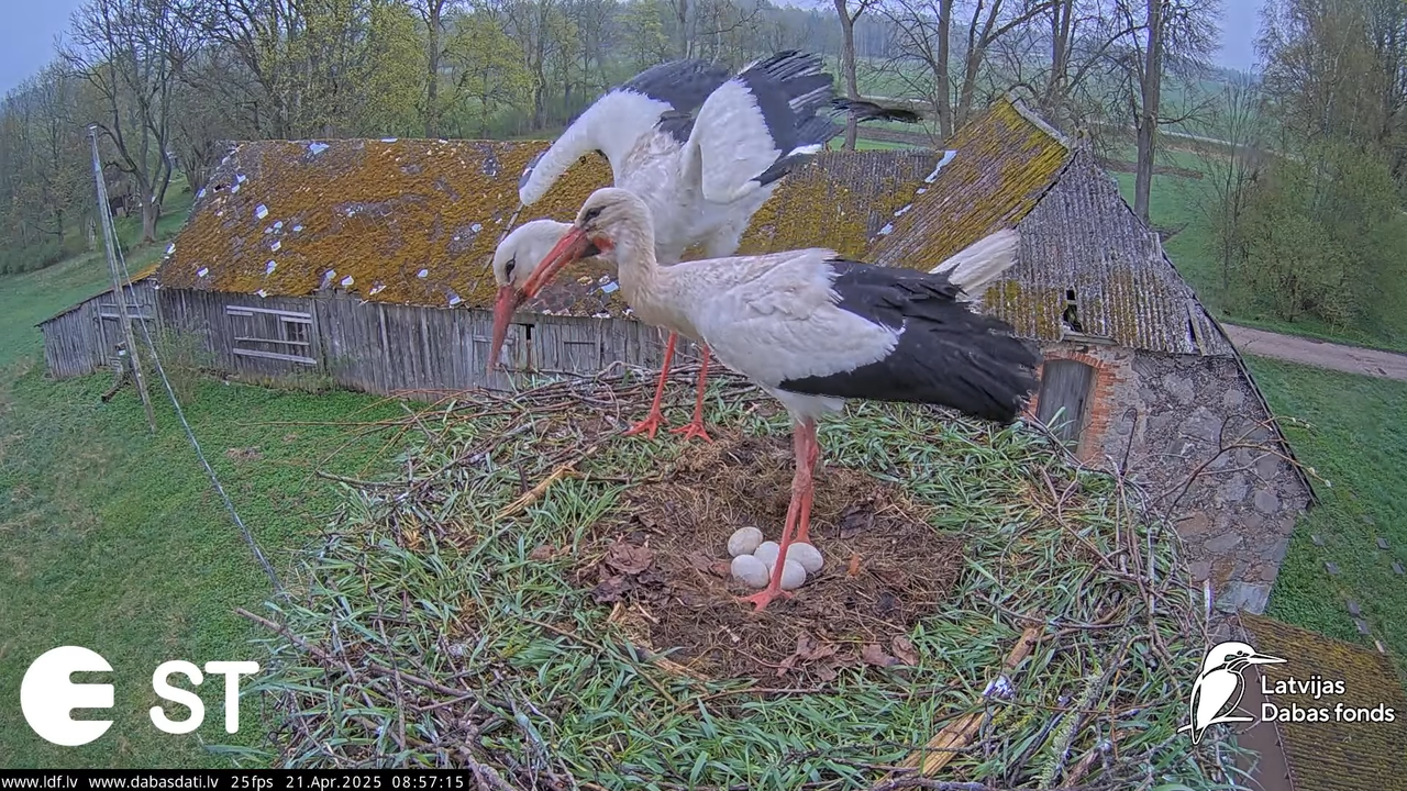 (47) Baltie stārķi (Ciconia ciconia) Tukuma novadā __ White storks in Tukums, Latvia - YouTube - 752