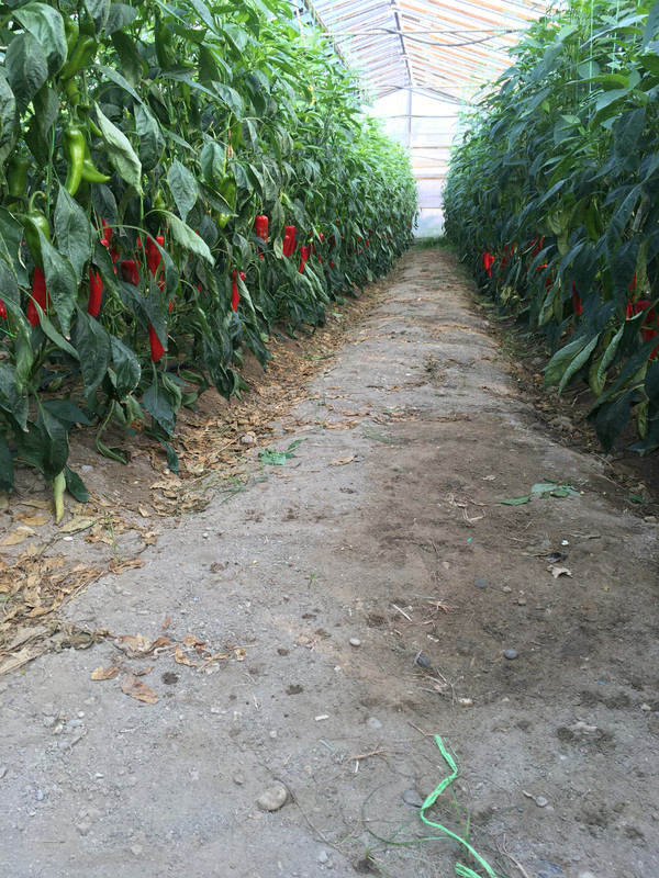 18635B90-40BB-47AE-9516-5D2912CC70E7