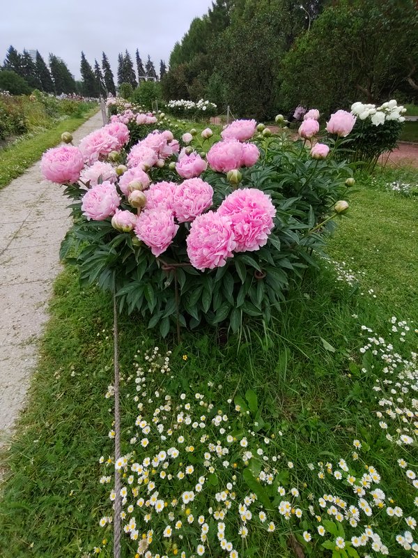 https://i.postimg.cc/qq158Jvt/036-IMG-20240607-113852.jpg