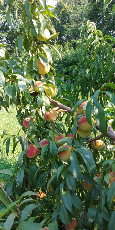 [Image: Peaches-7-27-2021-2.jpg]