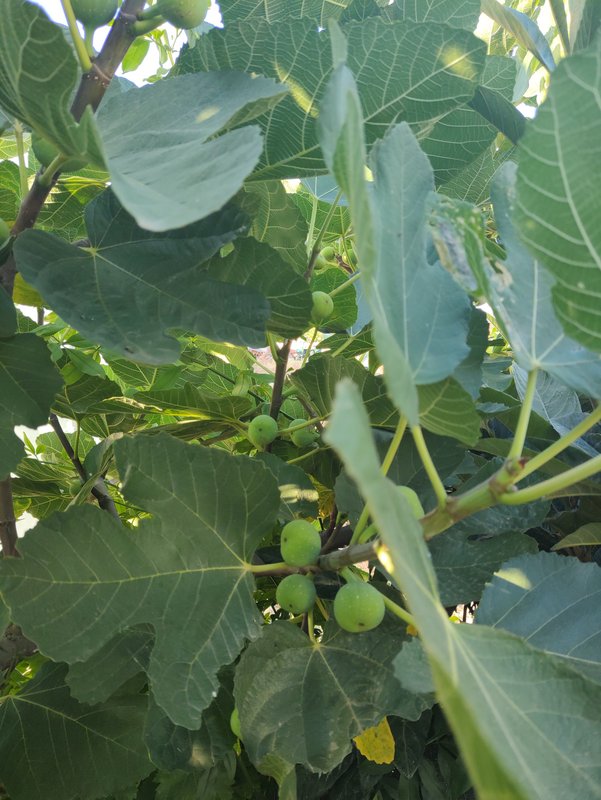 16906457703562735971561432695709